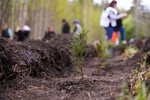 План по лесовосстановлению в Кузбассе выполнен на 100%