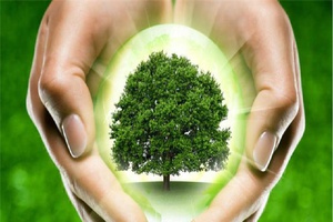«Подари деревьям право на жизнь»