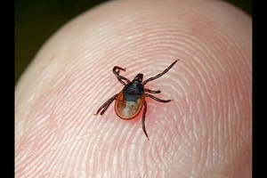 Клещи в Кузбассе: статистика и меры защиты