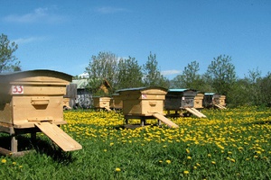 Требования к условиям содержания пчел