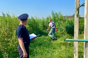 Беловские полицейские организовали уничтожение плантации конопли