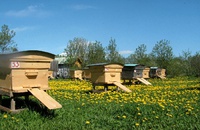 Требования к условиям содержания пчел
