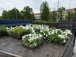 В Белове высаживают цветы