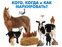 Для учета поголовья