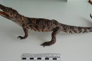 Кемеровские таможенники обнаружили чучело крокодила в багаже туриста из Вьетнама