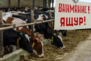 Ящур: инфекция безответственности!