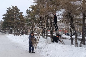 Стрижка только началась