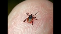 Клещи в Кузбассе: статистика и меры защиты