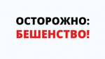 В поселке Снежинский установлено бешенство