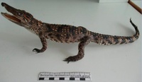Кемеровские таможенники обнаружили чучело крокодила в багаже туриста из Вьетнама
