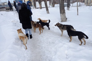 Мы в ответе за тех, кого приручили