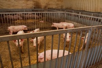 Африканская чума свиней: будьте бдительны!