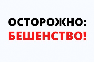 В поселке Снежинский установлено бешенство