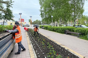 В Белове высаживают цветочную рассаду