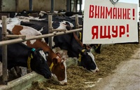 Ящур: инфекция безответственности!