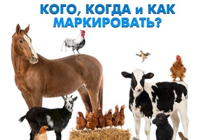 Для учета поголовья