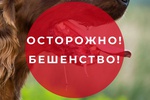 Избегайте контакта с дикими и безнадзорными животными!