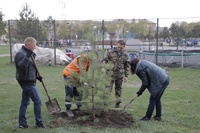 В Белове посадили 2 тысячи молодых деревьев