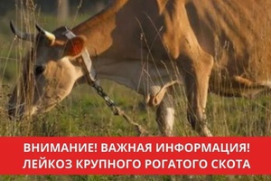 Внимание, это важно знать всем владельцам крупного рогатого скота!
