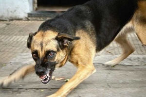 Бешенство опасно!