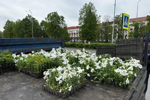 В Белове высаживают цветы