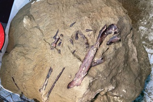 В России найдены окаменелости хищного динозавра мелового периода