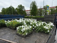В Белове высаживают цветы