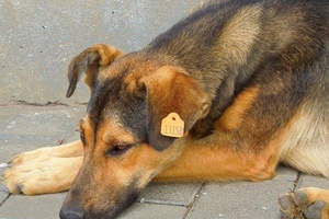 Собачья смерть: несмотря на угрозу наказания, животных продолжают убивать