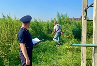 Беловские полицейские организовали уничтожение плантации конопли