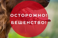 Избегайте контакта с дикими и безнадзорными животными!