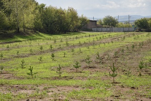 Более 5 тысяч сосен высадят в Белове